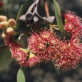 eucalyptus-cernua
